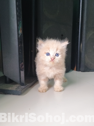 Persian Kitten